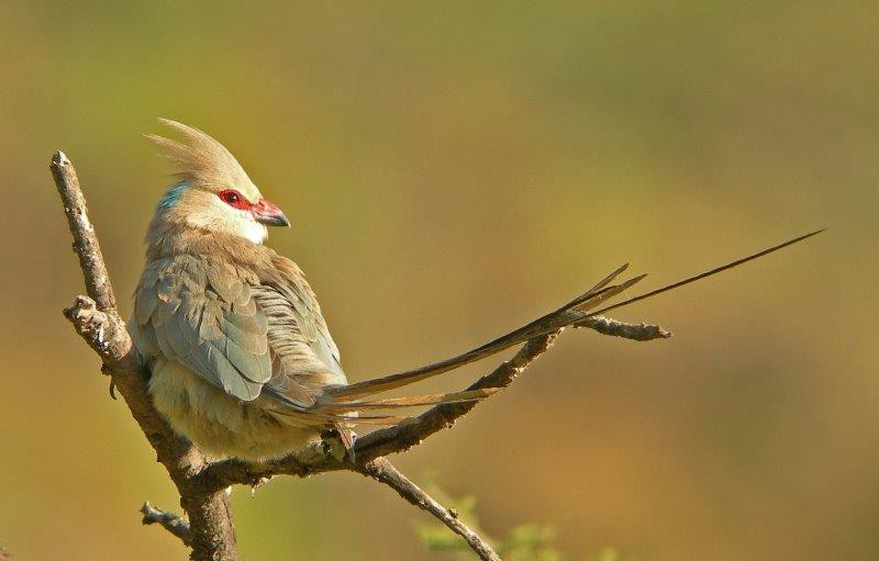 This dry country has some special birds, such as Blue-naped Mousebird,..